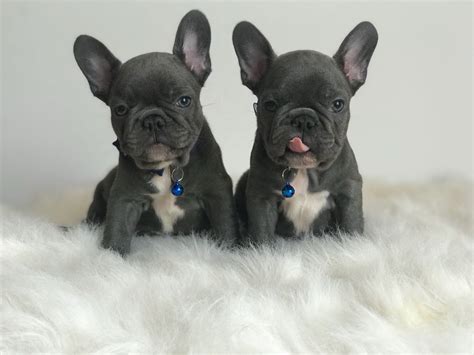  Before joining their new families in the USA and elsewhere, our Frenchies get all the puppy vaccinations, are dewormed and treated against parasites